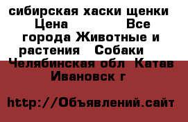 сибирская хаски щенки › Цена ­ 10 000 - Все города Животные и растения » Собаки   . Челябинская обл.,Катав-Ивановск г.